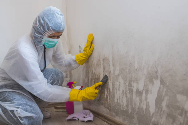 Why You Should Choose Our Mold Remediation Services in Monongahela, PA